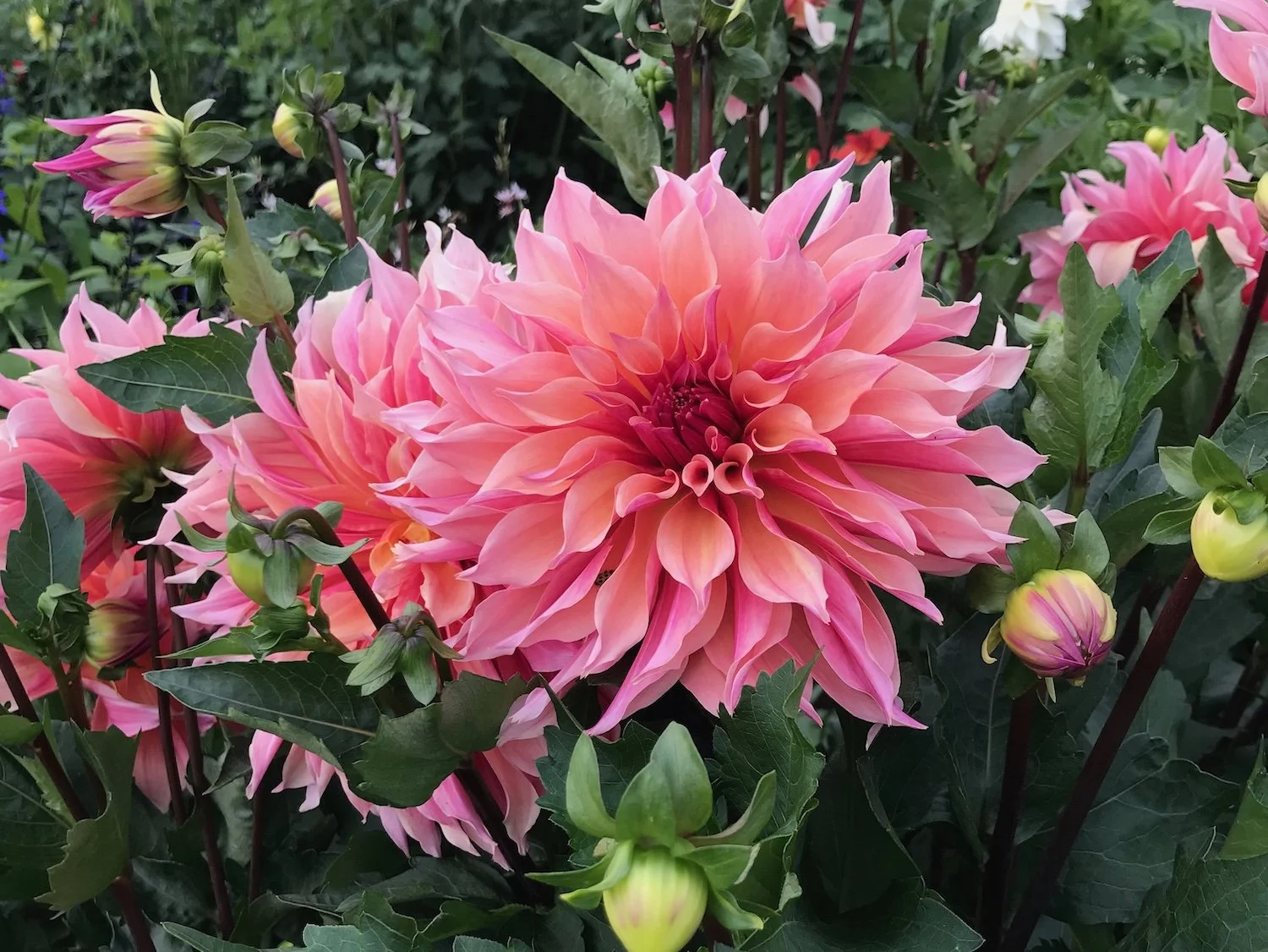 Dahlias — Northwest Blooms
